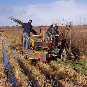 Walshe Associates - architecture and conservation